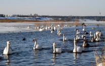 Водоплавающие птицы