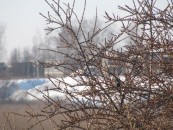 Снигирь