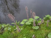 Petasites_hybridus_plants