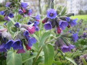 Pulmonaria_mollis_1