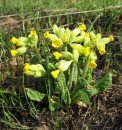 Pervotsvet-vesenniy-Primula-veris